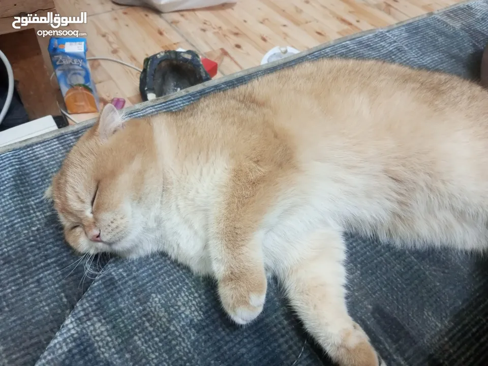 متاح ذكر سكوتش فولد ny12 حجم ضخم  كوت بجنن بيور العمر سنه و3شهور