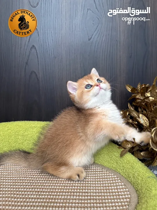 High-level British Shorthair kittens with pedigree