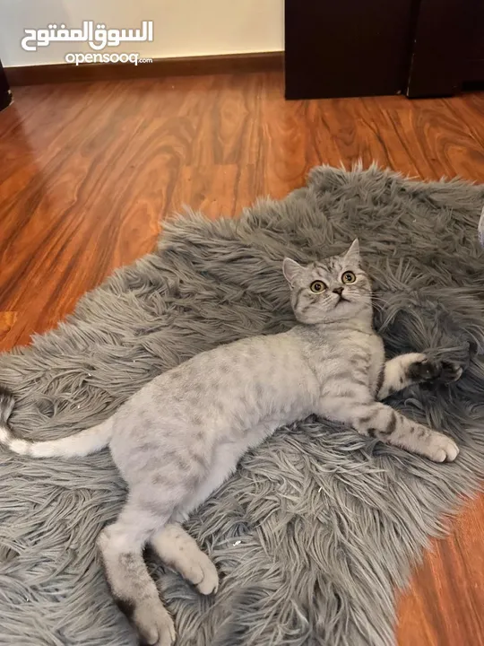 قطه british shorthair
