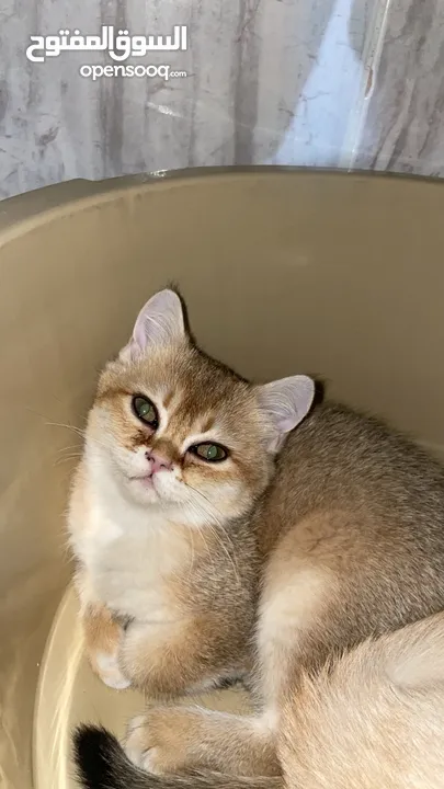 قطط سكوتش فولد 3 اناث وذكرين