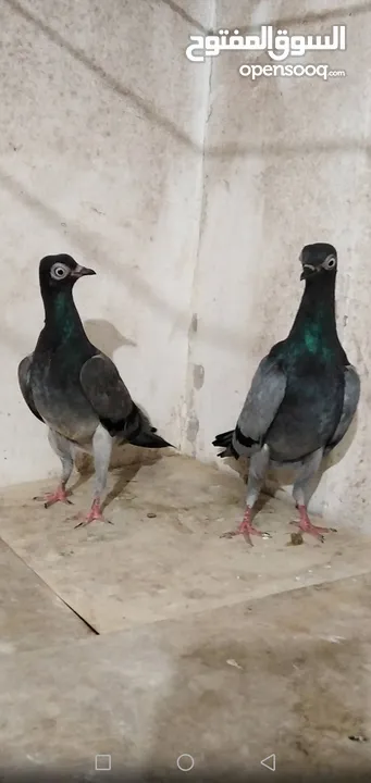حمام شلبي نخب اول