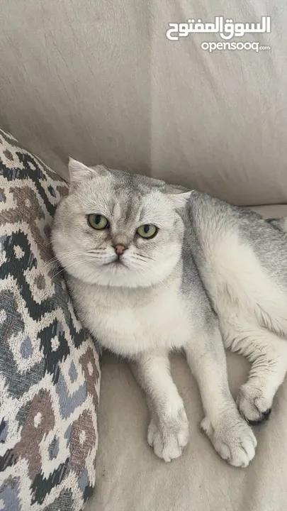 ذكر سكوتش فولد ابيض للتزاوج grey shaded