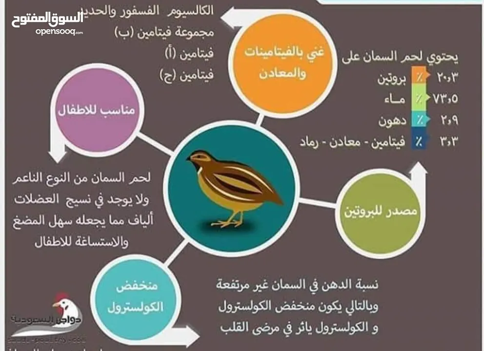 بيع السمان او الفري و لحم فري طازج و بيض فري
