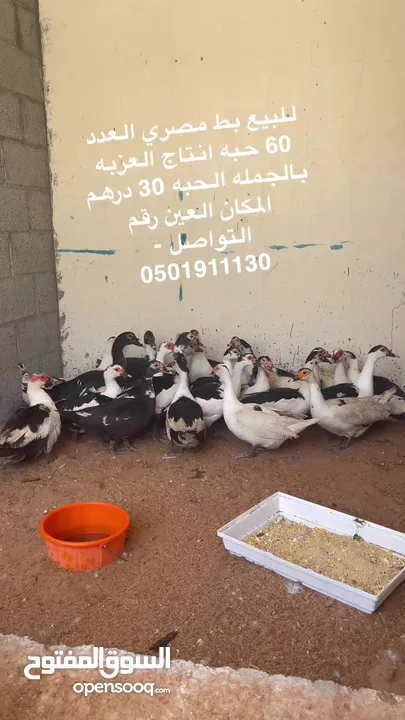 بط مصري انتاج العزبه