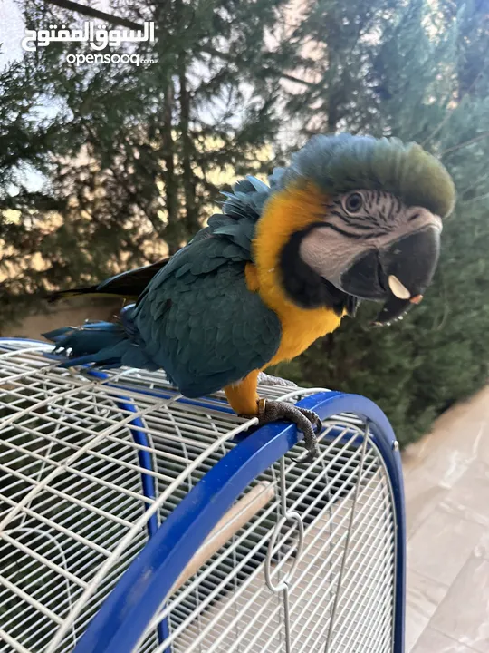 ببغاء ماكاو  Macaw Parrot