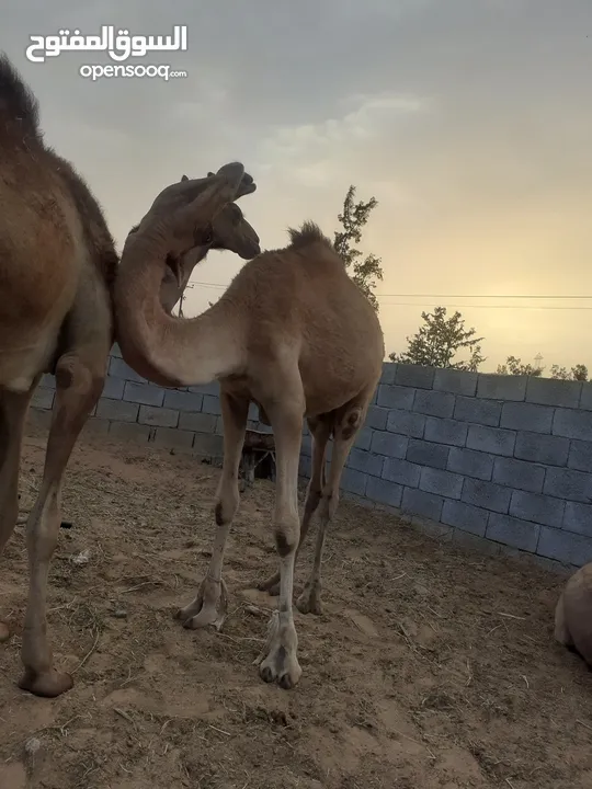 جمال قعدان