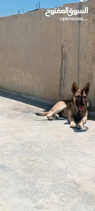 جرو بندوق الاب ملينو بيور و لام جيرمن شيبرد عمر 4 شهور ماخذ مطعوم لون مميز انثى