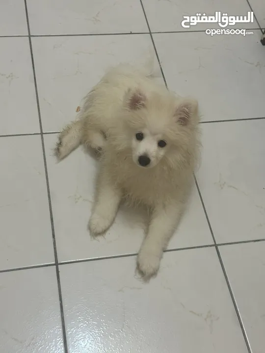 Pomerian For Sale 3months