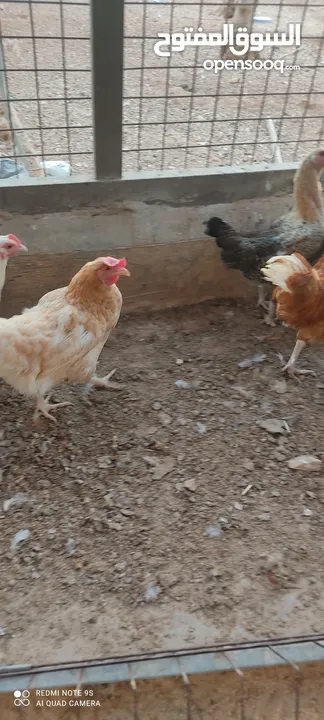دجاج لوهمان