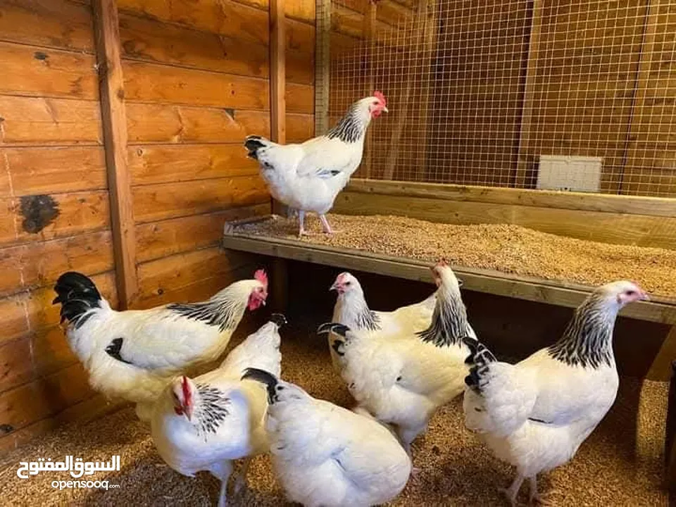 بيض دجاج ساكسو الانجليزي البياض البزرهالاصليه