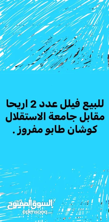 فلل عدد التنين في أريحا