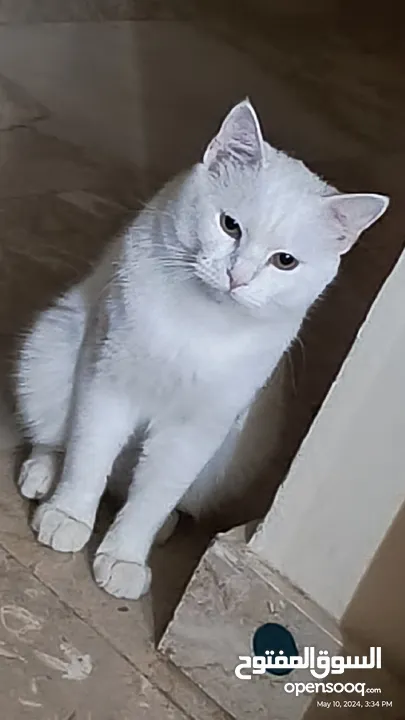Turkish angora mix breed  male cat for adoption