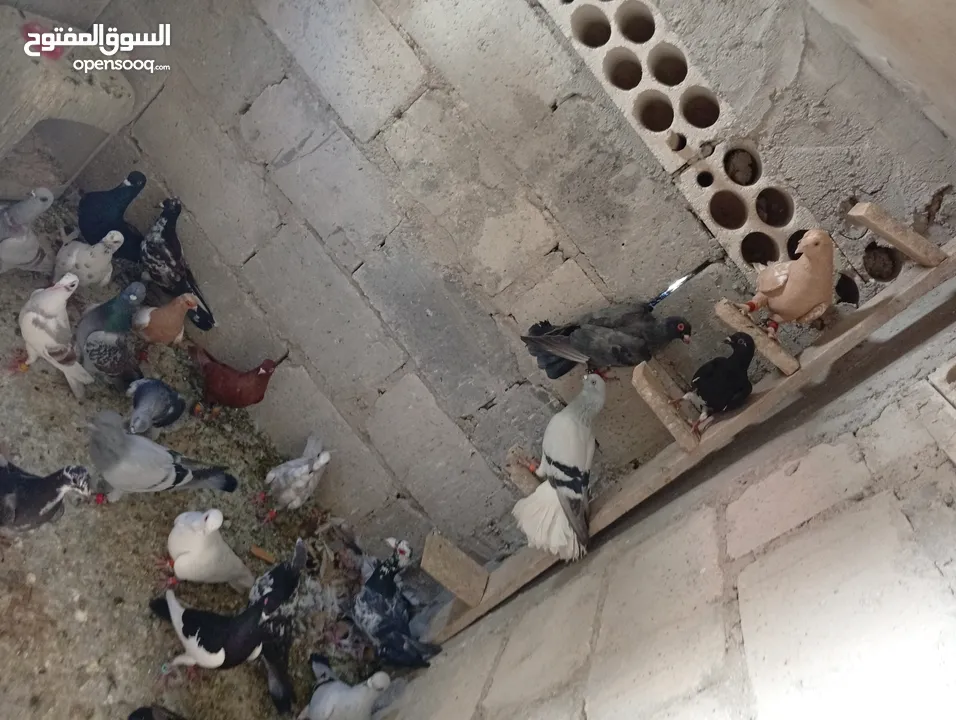 حمام للبيع الوان كش  طيور حمام