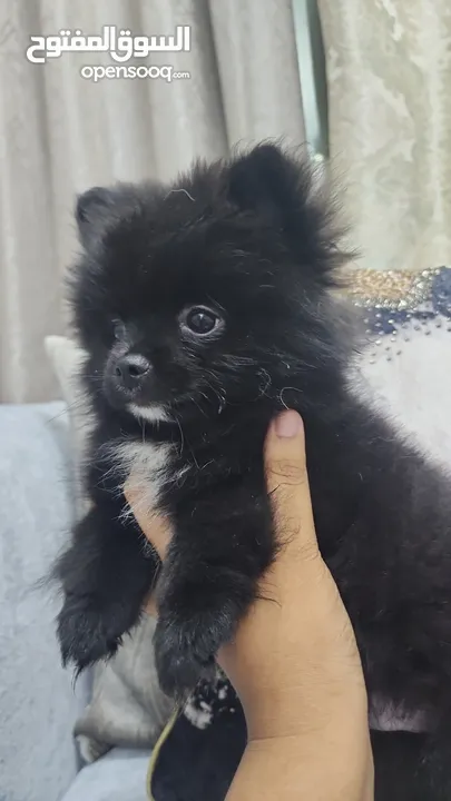 Mini Pomeranian Male puppy