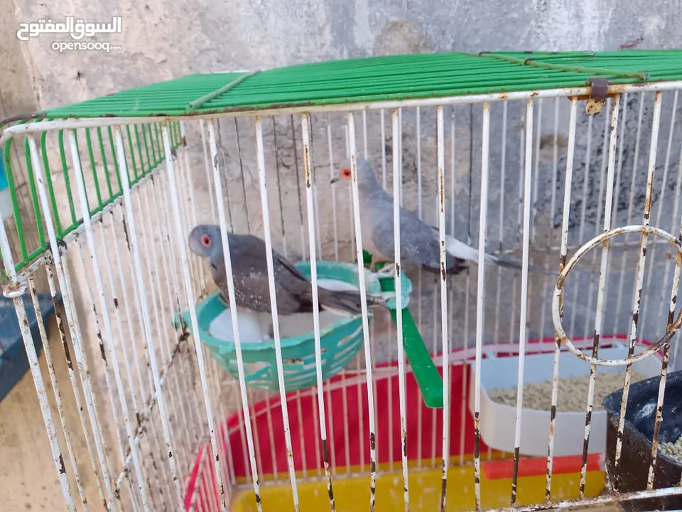 مجموعة طيور جواز كلها شغاله أن شاء الله
