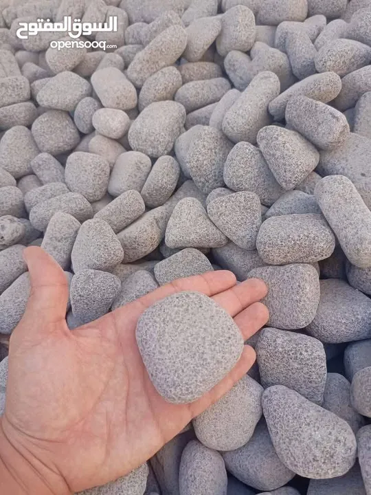 نجيل طبيعي نجيل ديكوندرا