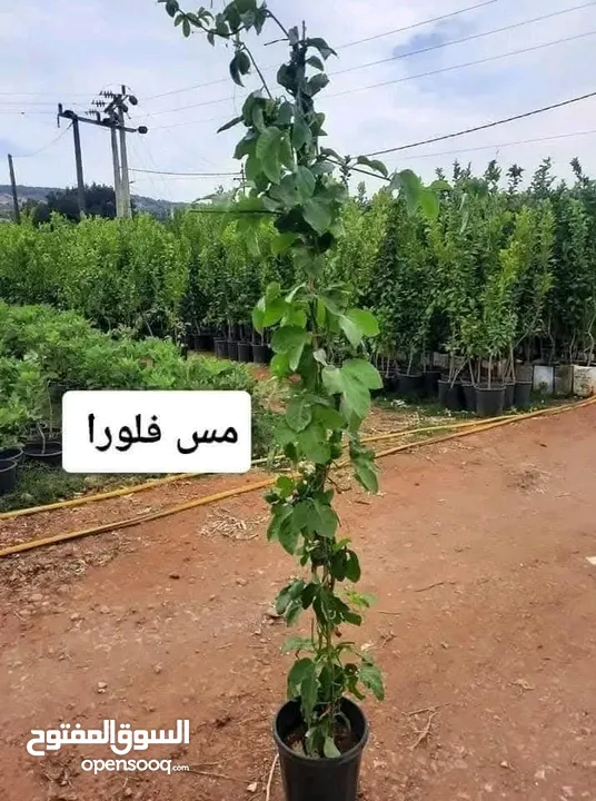جميع انواع الشجارالمثمره ولزينه
