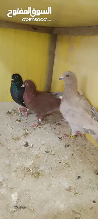 الحمام البيع في السلط