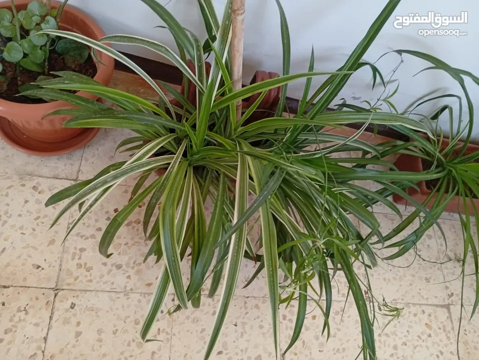 زريعة للبيع