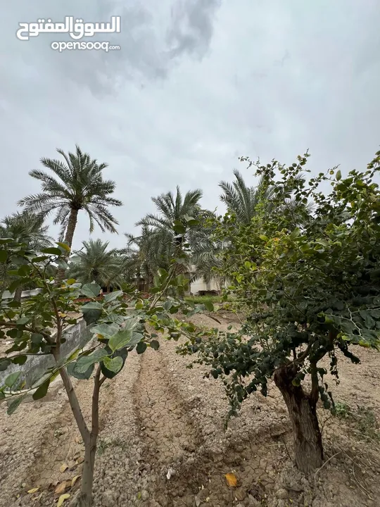 بستان للبيع / ابي الخصيب