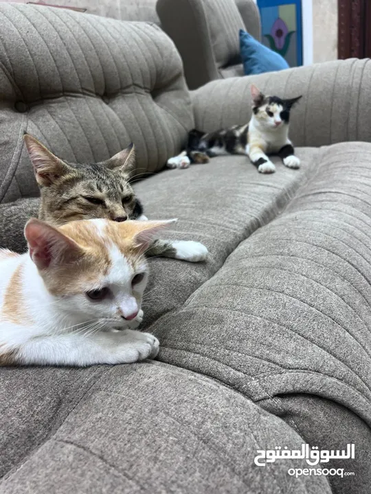 أربع قطط مكس شيرازي عماني