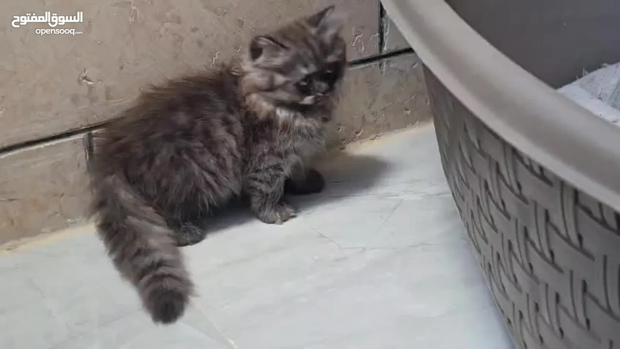 قطط مكس هملايا و سكوتش هايلاند