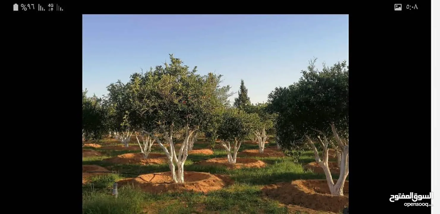 مزرعة متكاملة للبيع في وادي الربيع - طرابلس كزيوني