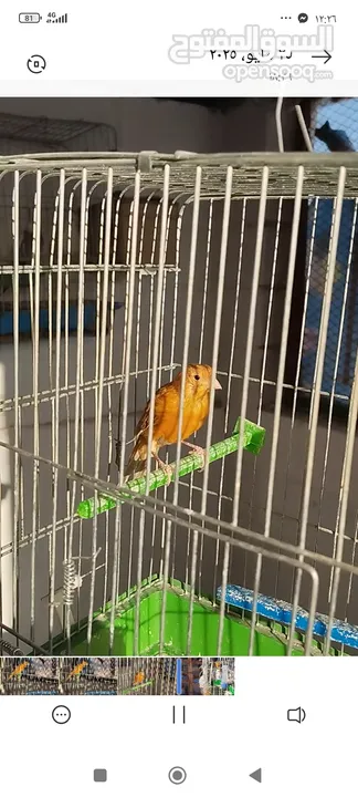 زوج كنار مشمشي