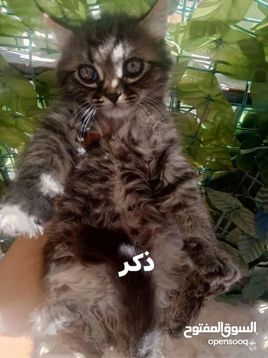 همالايا مكس شانشيلا
