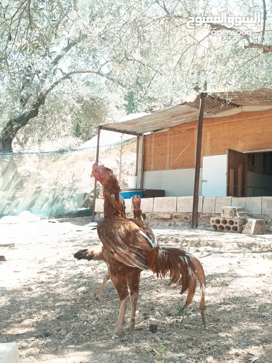 فحل بصلاة على النبي