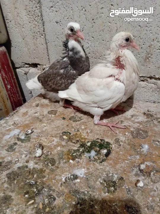 زغاليل طازجه مذبوبحه منظفه جاهزه للطبخ الجوز 2.50 من الآخر