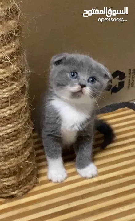 Scottish fold