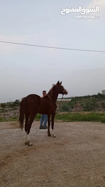 مهره بنت إبن غيلان قطعه فل