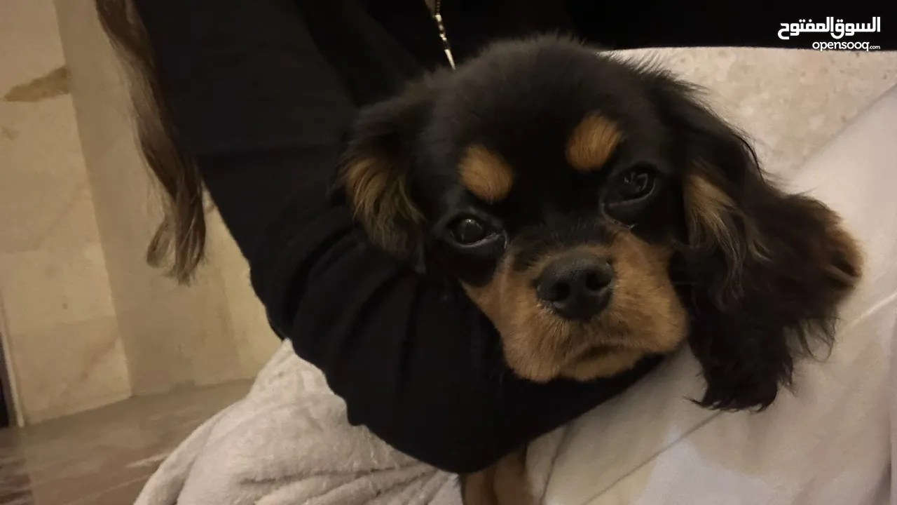 Caviar King Charles spaniel three months old with passport and fully vaccinated with pet accessories