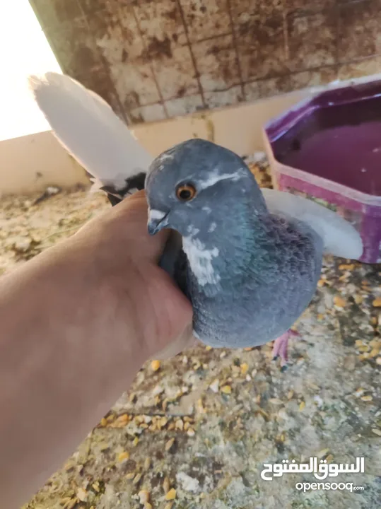 طواير للبيع