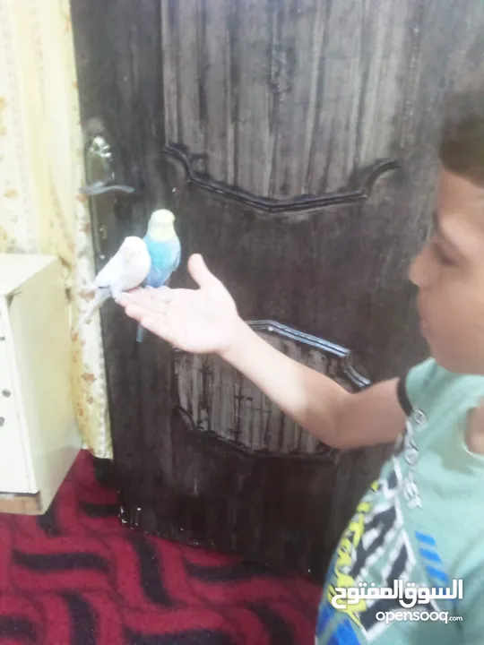 متاح 3 جواز حب  كلهم اليفات كلهم جواز شغالة جواز نخب للبيع اقرء الوصف