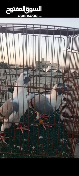 جوز فراخ اسطنابله  زرق وفرخ اسطنبولي احمر حبكين موجودات في الهاشمي الجنوبي
