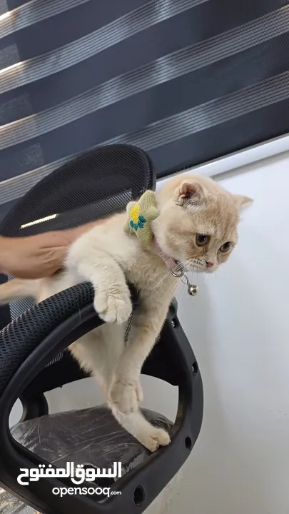 ذكر سكوتش شورت هير لون مميز