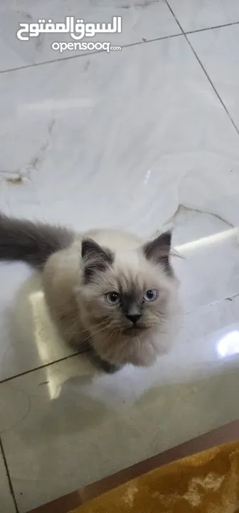 Himalayan Kitten For Adoption