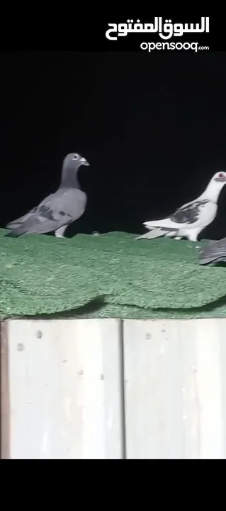 طيور حمام بسعر حرق