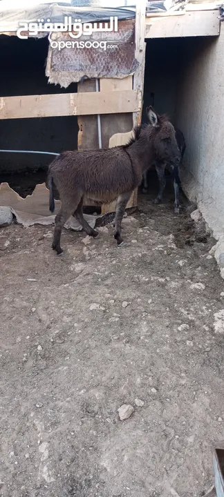 حمارات للبيع