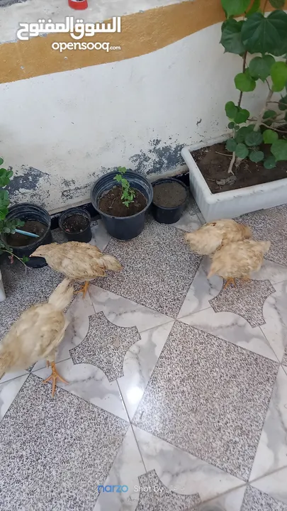 اربع دجاجات للبيع