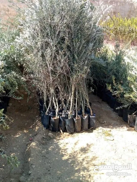 التقوى لتنسيق الحدائق
