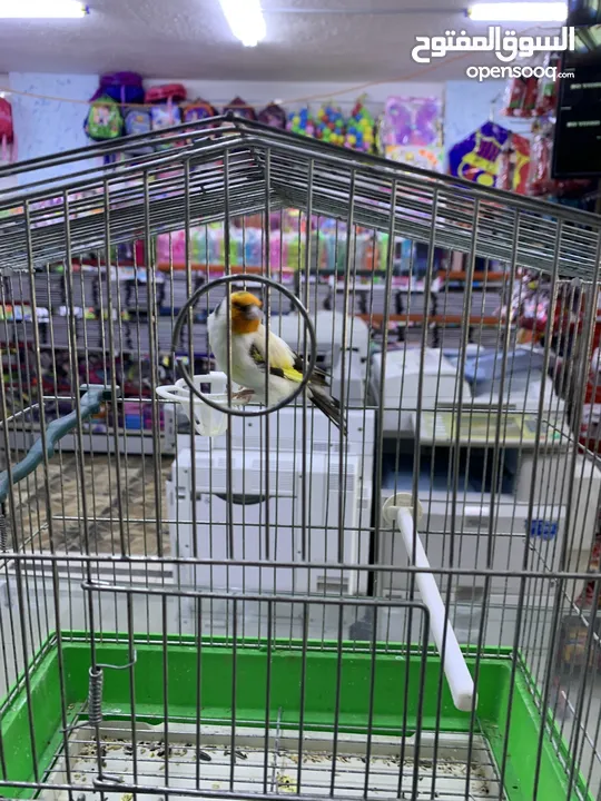 فحل حسون طفره مميز