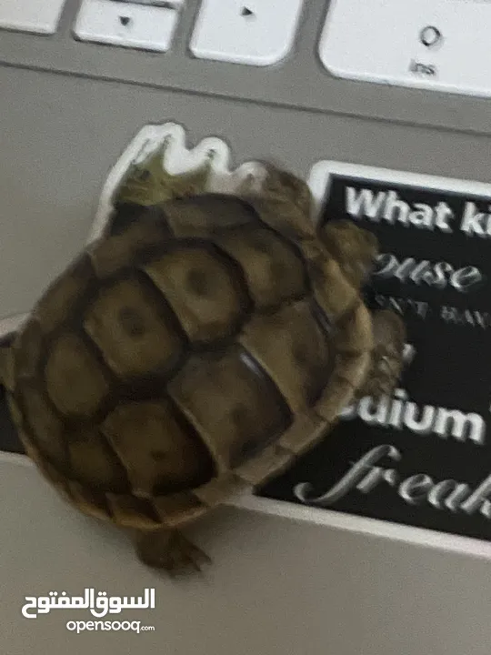 Small Turtle