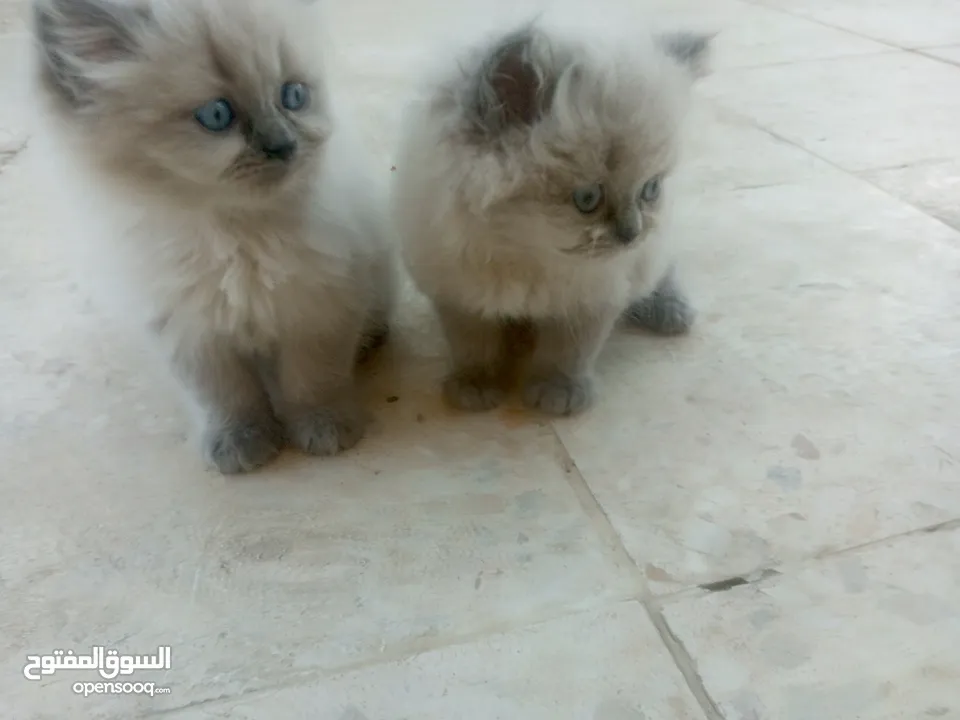 قطط هملايا للبيع ذكر وأنثى العمر شهر ونص لعوبات