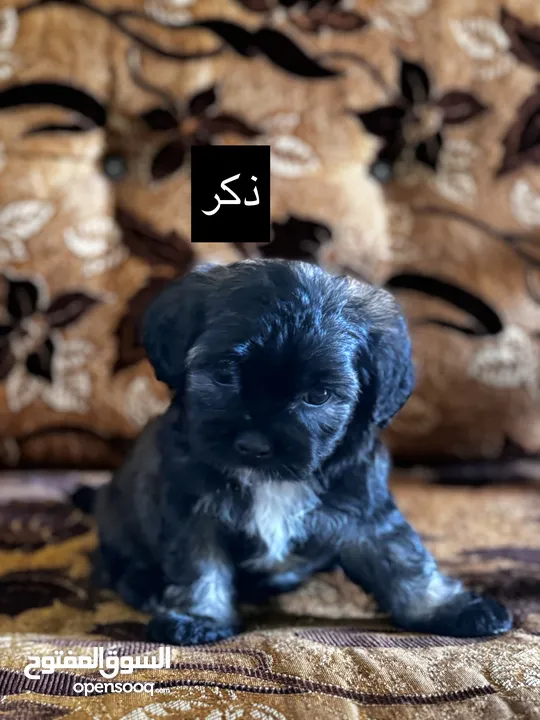 جراء فرينش تيرير للبيع