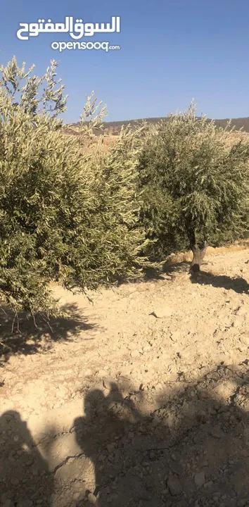 للبيع مزرعة في قرية الرميمين
