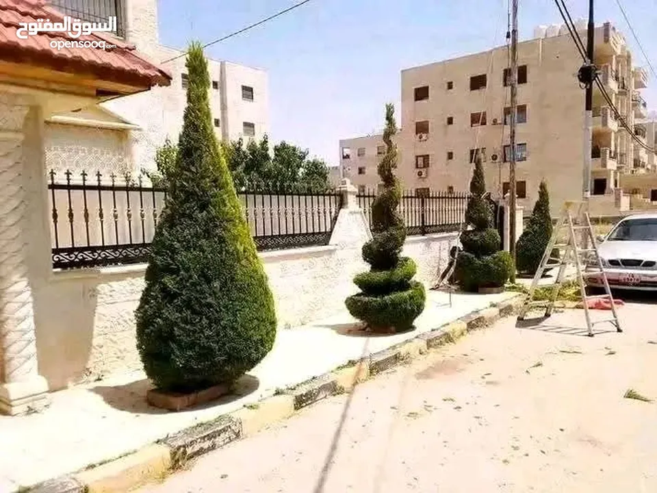 يتوفر جميع أنواع الاشجار  حمضيات لوزيات شجر زينه نسعد بخدمتكم