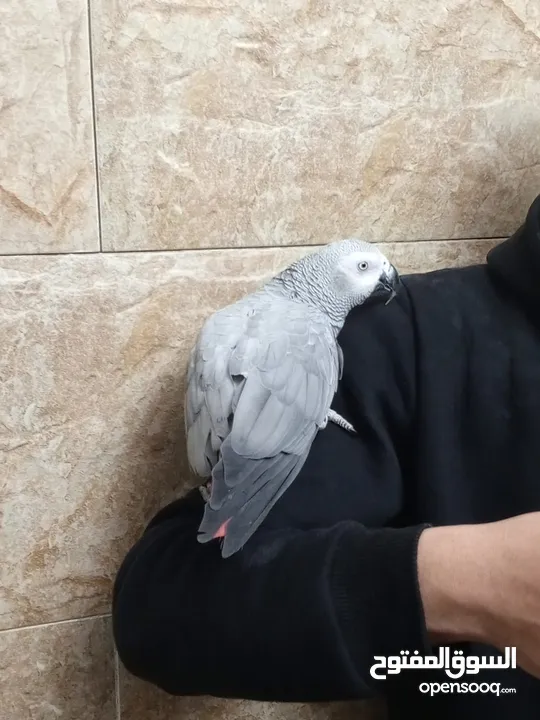 طير كاسكو خارق